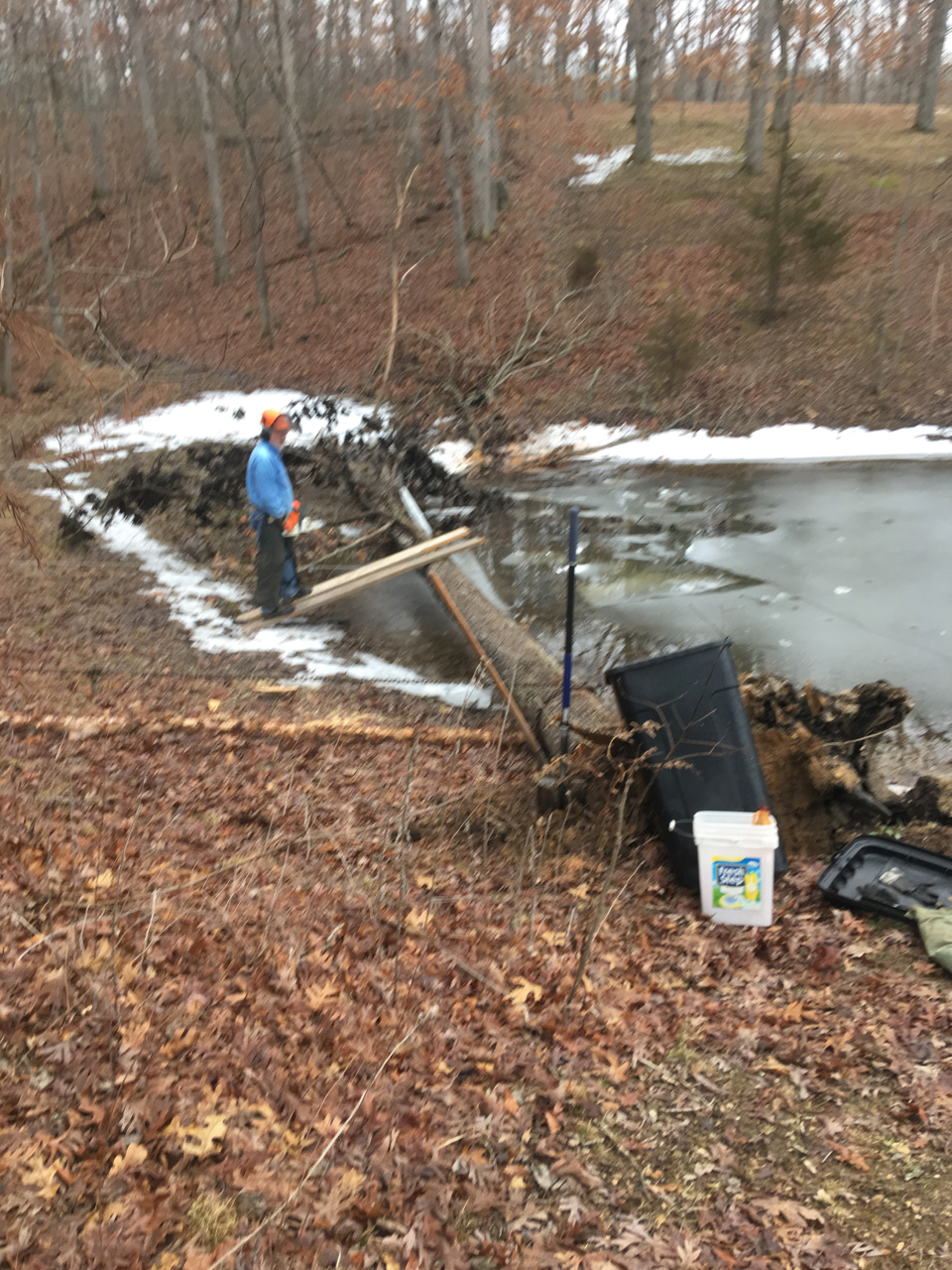 Fallen white oak along the edge of the pond