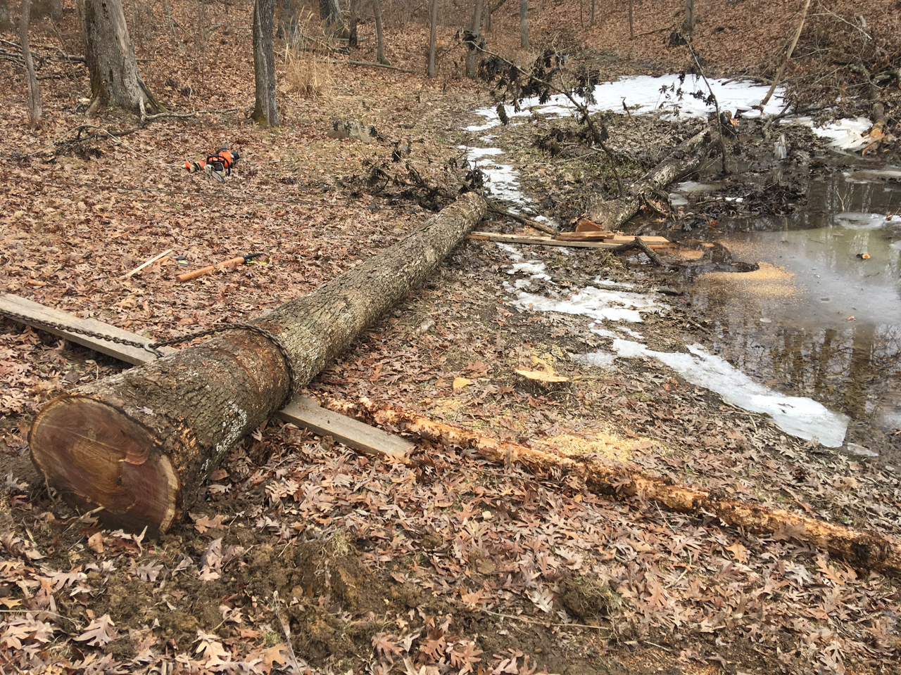 Trunk on land ready to section